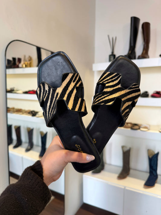 Zebra